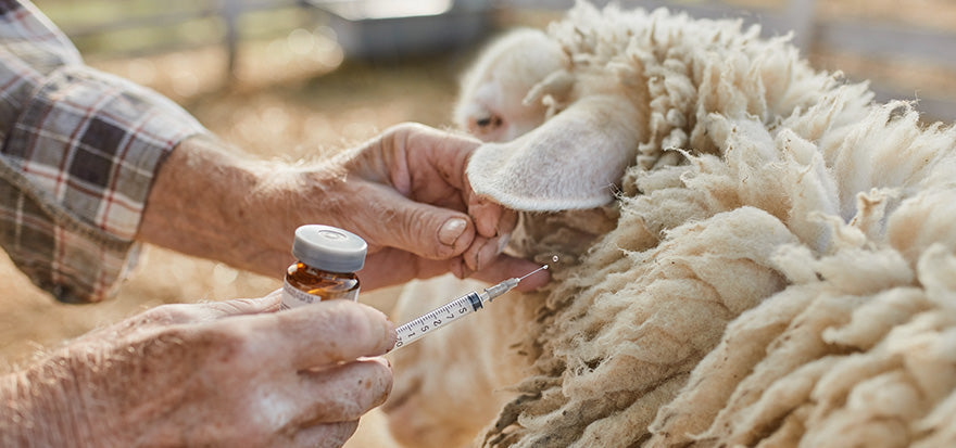 Buying livestock medicine online