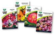 Stark Ayres Polypack Flower Winter