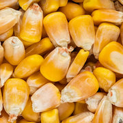 Seed Yellow Maize Whole 5kg