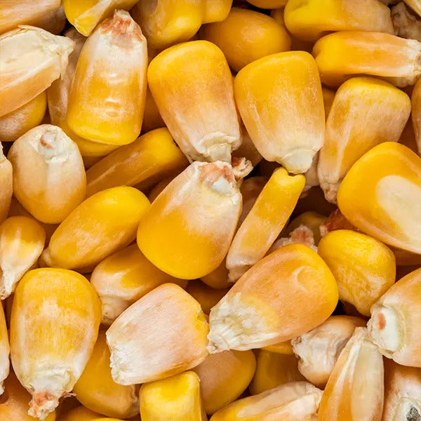 Seed Yellow Maize Whole 10kg