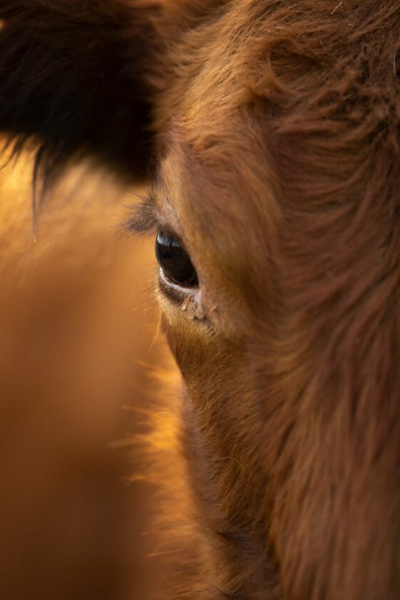 Move | The Future of Online Shopping