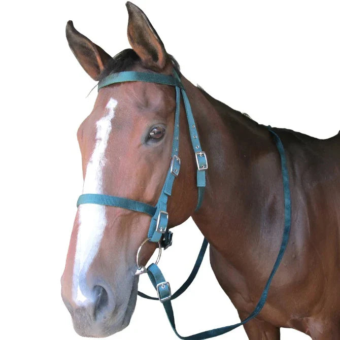 Solo Bridle Web & Snaffle