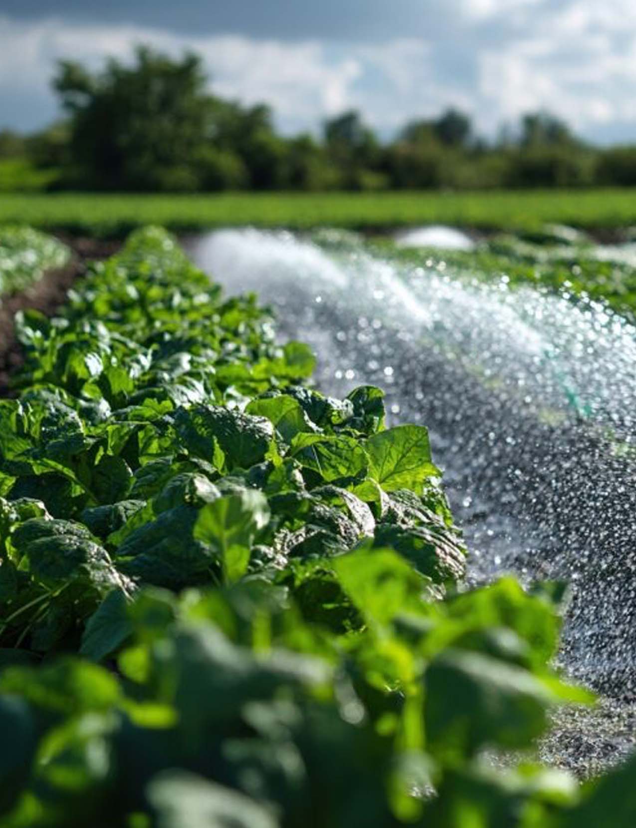 Move | The Future of Online Shopping