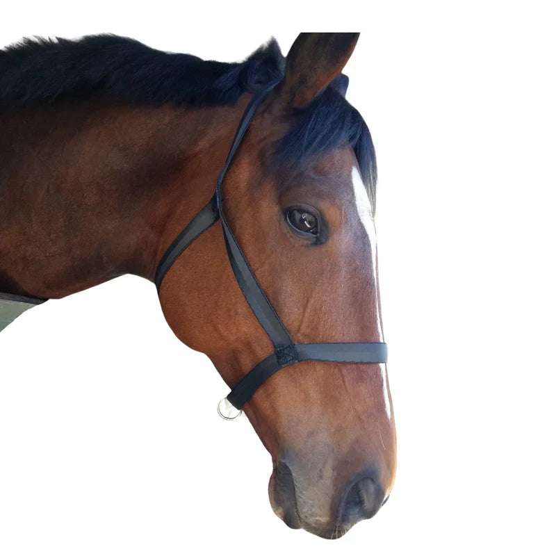 Solo Halter Grazing