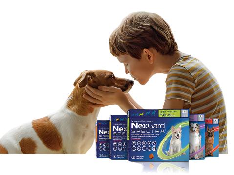 NEXGARD SPECTRA DOG S (3,6-7,5KG) 1 CHEW