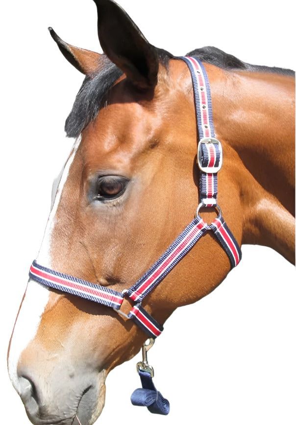 Solo Halter & Lead Nylon