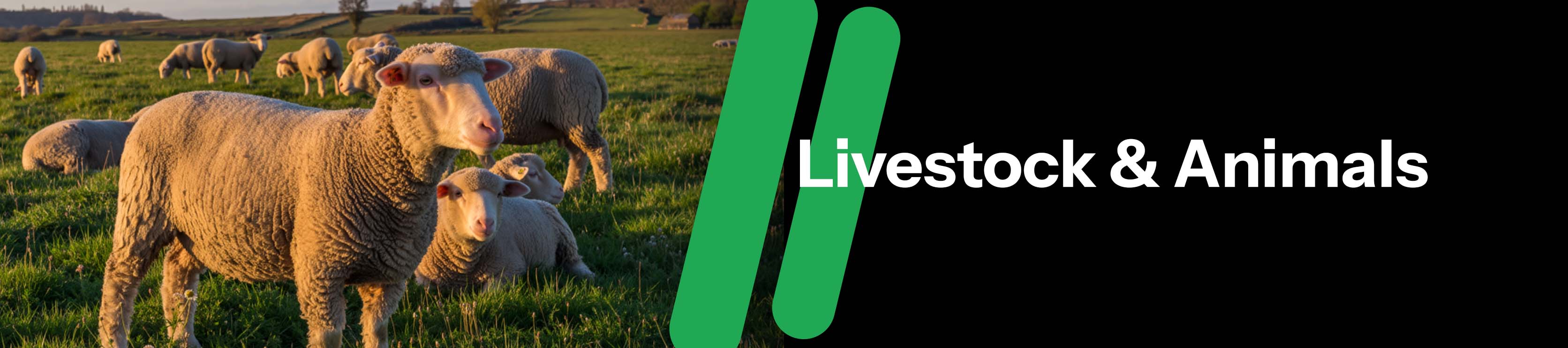 Move | The Future of Online Shopping