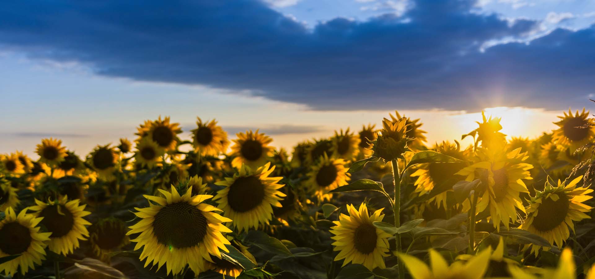 Move | The Future of Online Shopping